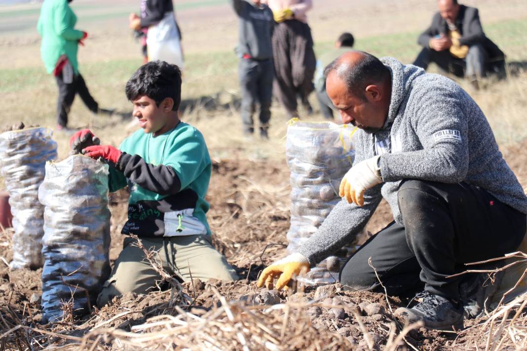 Erzurum'da ilk defa ekildi: Türkiye'ye yayılması hedefleniyor. C vitamini ve demir deposu olarak biliniyor 2